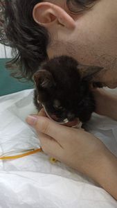 Gatinho Mary - PIF Warrior - Mary - Peritonite Infecciosa Felina (PIF)