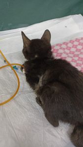 Vaquinha Online - Mary - Peritonite Infecciosa Felina (PIF)