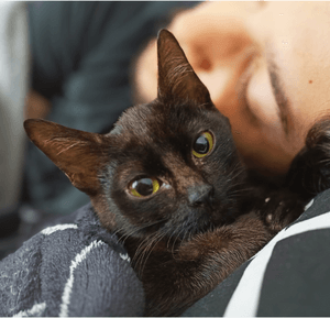 Mary - Peritonite Infecciosa Felina (PIF) imagem 6