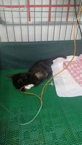 Saúde e Emergências - Mary - Peritonite Infecciosa Felina (PIF)