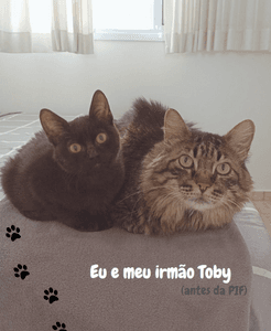 São Paulo/SP - Mary - Peritonite Infecciosa Felina (PIF)