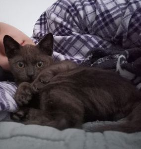 Mary - Peritonite Infecciosa Felina (PIF) imagem 7