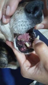 Animais - Cirurgia da Sofia: Melanoma de Cavidade Oral