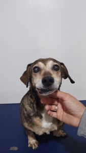 Vaquinha Online - Cirurgia da Sofia: Melanoma de Cavidade Oral