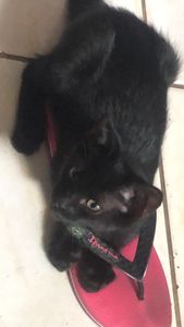 Maceió/AL - URGENTE! castração para Sophia!