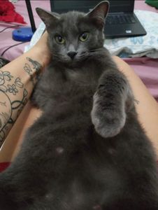 Vaquinha Online - URGENTE! castração para Sophia!