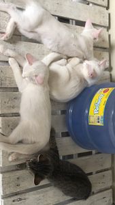 Castração da Sophia! - URGENTE! castração para Sophia!