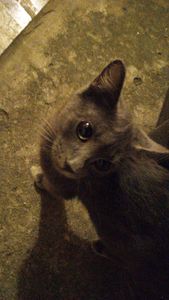 Animais - URGENTE! castração para Sophia!