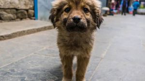 Charqueadas/RS - Meus dogs 