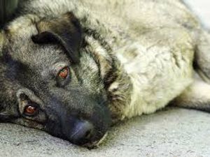 Vaquinha Online - Meus dogs 