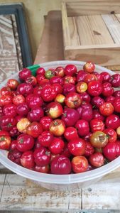 São Paulo/SP - Reestruturação e reinauguração da HORTA CASA AMARELA