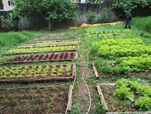 Financiamento Coletivo - Reestruturação e reinauguração da HORTA CASA AMARELA