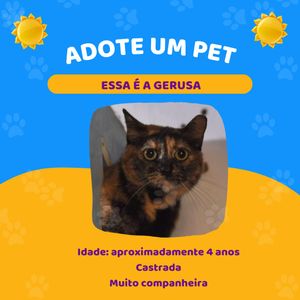 Ajude a Pets dos Weber a pagar a clínica veterinária imagem 7