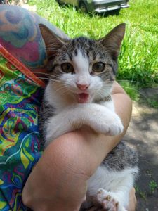 Financiamento Coletivo - Ajude a Pets dos Weber a pagar a clínica veterinária