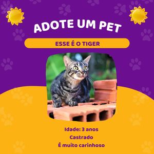 Ajude a Pets dos Weber a pagar a clínica veterinária imagem 8