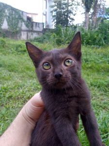 Causas e Comunidade - Ajude a Pets dos Weber a pagar a clínica veterinária