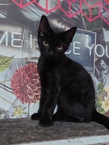 São Luís/MA - Ajude a Pets dos Weber a pagar a clínica veterinária