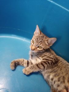 Pets dos Weber - Ajude a Pets dos Weber a pagar a clínica veterinária