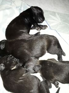 Vaquinha Online - Prethack é seus filhos 