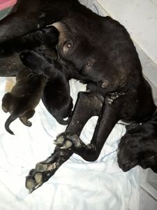 Dia de Doar - Prethack é seus filhos 