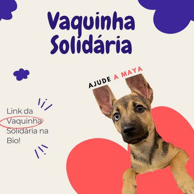 Ela quer viver!  Vaquinhas online