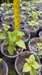 Vaquinha Online - Arrecadação para comprar abudo