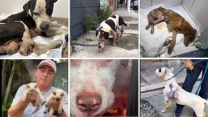 PitsAles precisa de vcs!