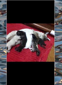 Vaquinha Online - JUNTO COM VOCÊ SALVANDO VIDAS