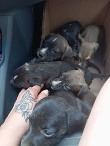 Vaquinha Online - AMOR POR PATAS 🐾