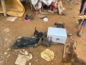 ABRIGO AMOR POR PATAS 🐾 - AMOR POR PATAS 🐾