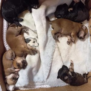 São Roque/SP - AMOR POR PATAS 🐾