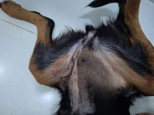 Iguaba Grande/RJ - Quitar Custos da Cirurgia da Pretinha