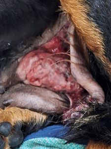 Quitar Custos da Cirurgia da Pretinha imagem 7