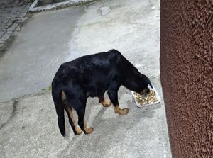 Quitar Custos da Cirurgia da Pretinha imagem 8