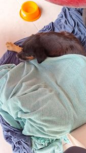 Quitar Custos da Cirurgia da Pretinha