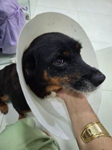 Animais - Quitar Custos da Cirurgia da Pretinha