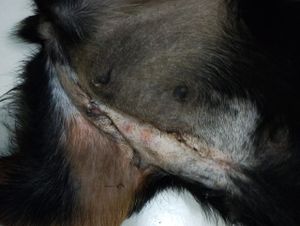 Cirurgia Urgente para a Pretinha - Quitar Custos da Cirurgia da Pretinha