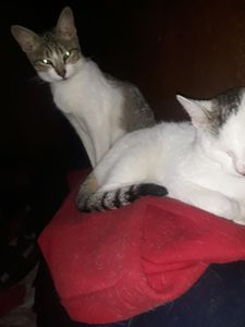 Saúde e Emergências - Cortaram minha água 