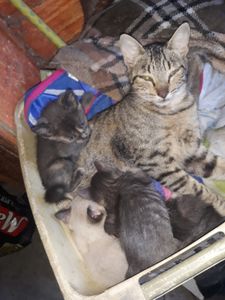 Cortaram minha água  imagem 6