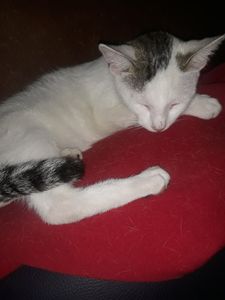 Alma Mundi - Cortaram minha água 