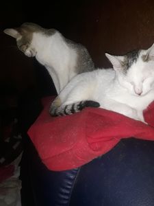 Financiamento Coletivo - Cortaram minha água 