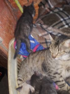 Cortaram minha água  imagem 7