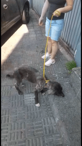 Animais - CORAGEM PRECISA DA NOSSA AJUDA