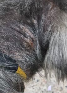 São Paulo/SP - CORAGEM PRECISA DA NOSSA AJUDA