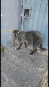 CORAGEM PRECISA DA NOSSA AJUDA imagem 6