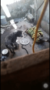 CORAGEM PRECISA DA NOSSA AJUDA imagem 8