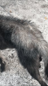 CORAGEM PRECISA DA NOSSA AJUDA - CORAGEM PRECISA DA NOSSA AJUDA