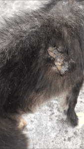 Vaquinha Online - CORAGEM PRECISA DA NOSSA AJUDA