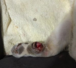 Esporotricose - Tratamento do Eddy - Esporotricose