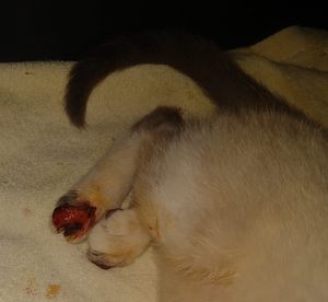 Vaquinha Online - Tratamento do Eddy - Esporotricose